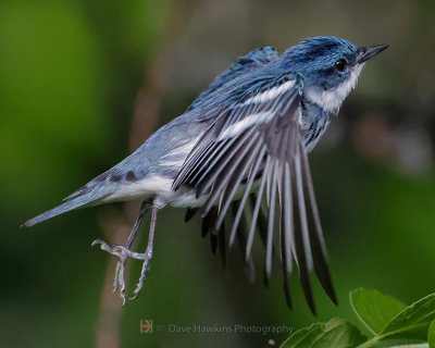 CERULEAN WARBLER