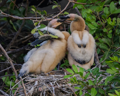 ANHINGA