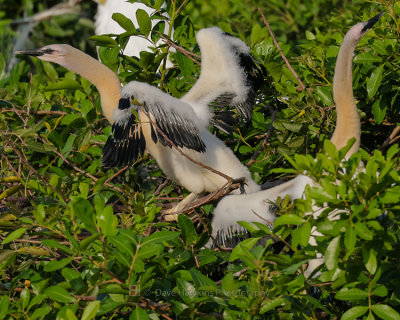 ANHINGA