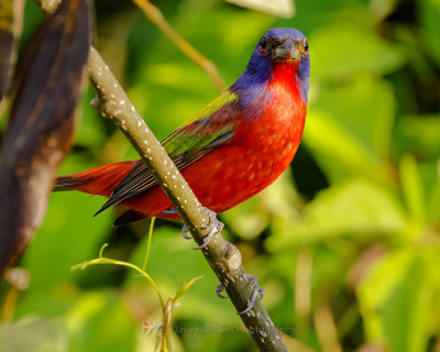 PAINTED BUNTING