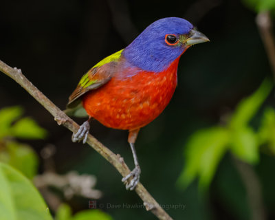 PAINTED BUNTING