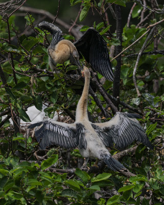 ANHINGA