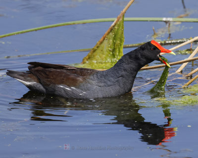 COMMON MOORHEN