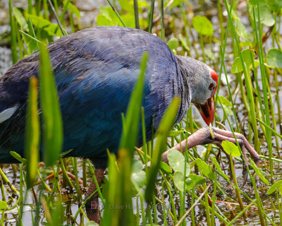 GRAY-HEADED SWAMPHEN
