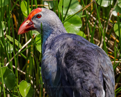 GRAY-HEADED SWAMPHEN