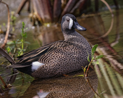 BLUE-WINGED TEAL