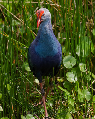 GRAY-HEADED SWAMPHEN