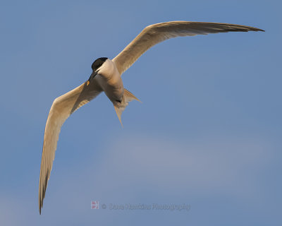 SANDWICH TERN
