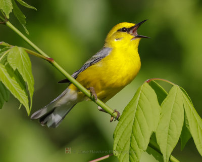 BLUE-WINGED WARBLER