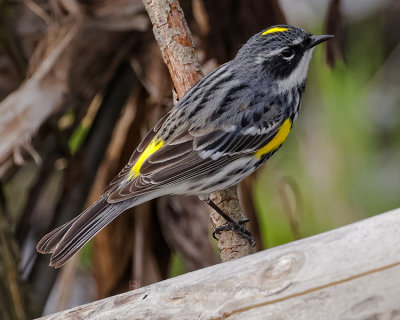 YELLOW-RUMPED WARBLER