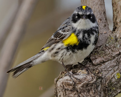 YELLOW-RUMPED WARBLER