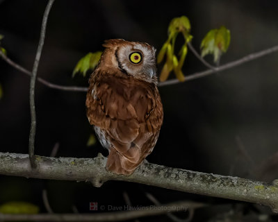 EASTERN SCREECH OWL