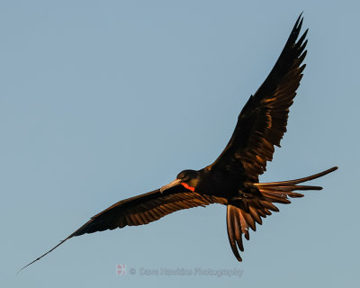 MAGNIFICENT FRIGATEBIRD