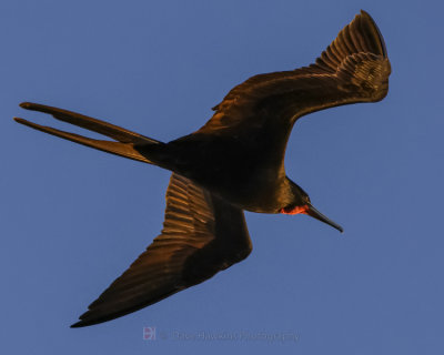 MAGNIFICENT FRIGATEBIRD