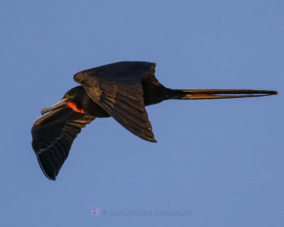 MAGNIFICENT FRIGATEBIRD