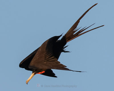 MAGNIFICENT FRIGATEBIRD