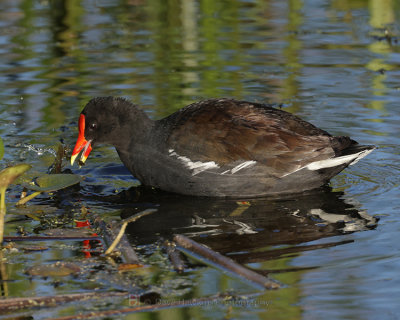 COMMON MOORHEN