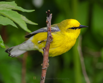 BLUE-WINGED WARBLER