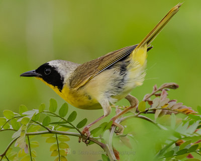 COMMON YELLOWTHROAT