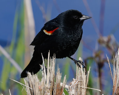 RED-WINGED BLACKBIRD