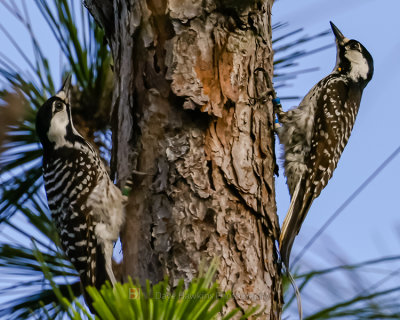 RED-COCKADED WOODPECKER