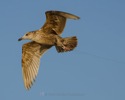 HERRING GULL