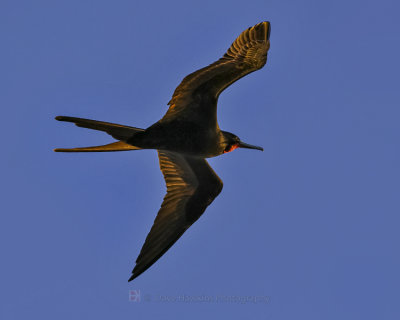 MAGNIFICENT FRIGATEBIRD