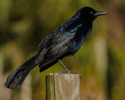 COMMON GRACKLE