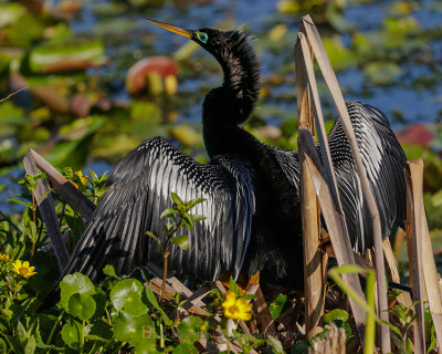 ANHINGA