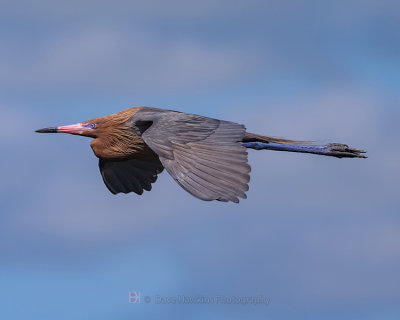 REDDISH EGRET