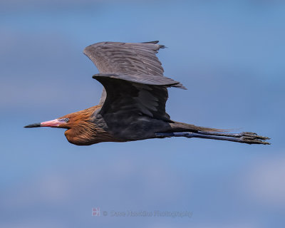 REDDISH EGRET