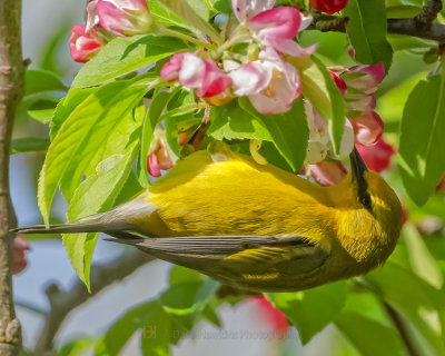 BLUE-WINGED WARBLER