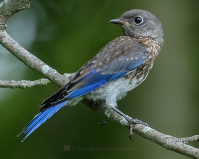 EASTERN BLUEBIRD