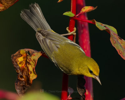 BLUE-WINGED WARBLER