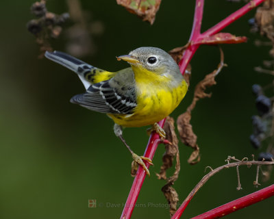 MAGNOLIA WARBLER