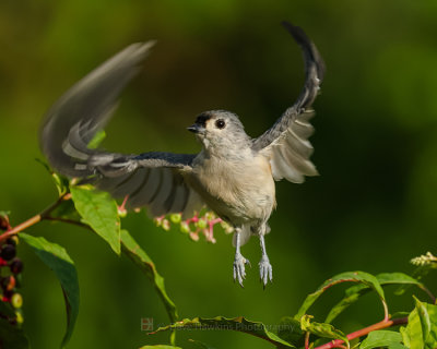 TUFTED TITMOUSE