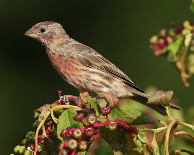 HOUSE FINCH ♂