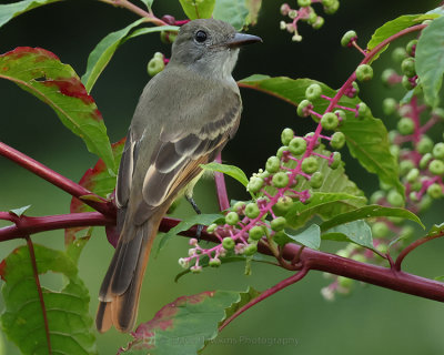 GREAT-CRESTED FLYCATCHER