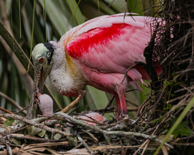 ROSEATE SPOONBILL AND CHICK
