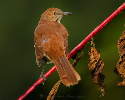 BROWN THRASHER