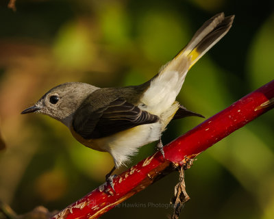 AMERICAN REDSTART ♀