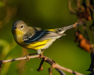 MAGNOLIA WARBLER