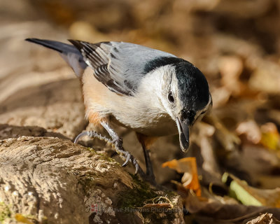 WHITE-BREASTED NUTHATCH