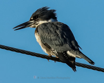 BELTED KINGFISHER