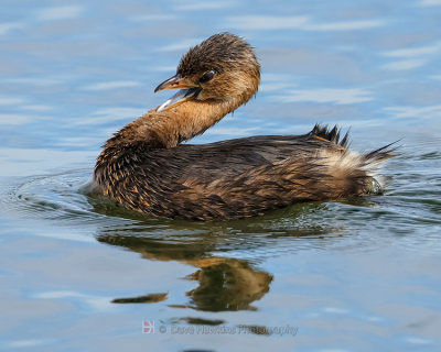 PIED-BILLED GREBE