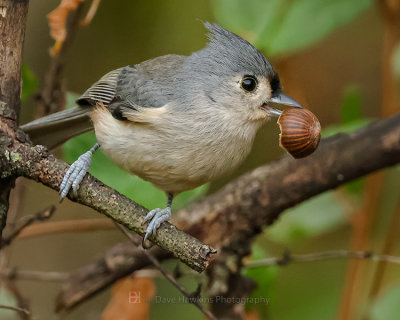 TUFTED TITMOUSE