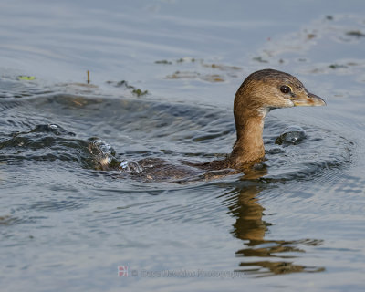 PIED-BILLED GREBE