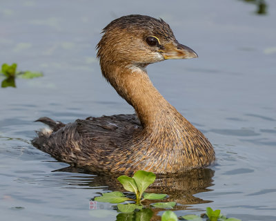 PIED-BILLED GREBE