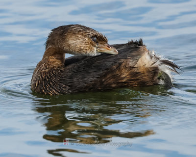 PIED-BILLED GREBE