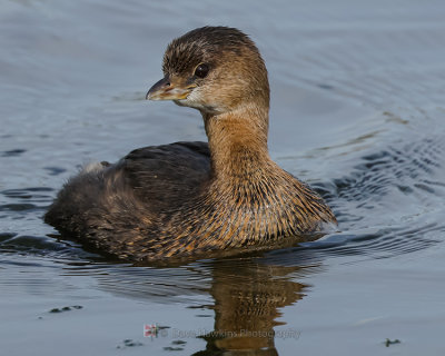 PIED-BILLED GREBE